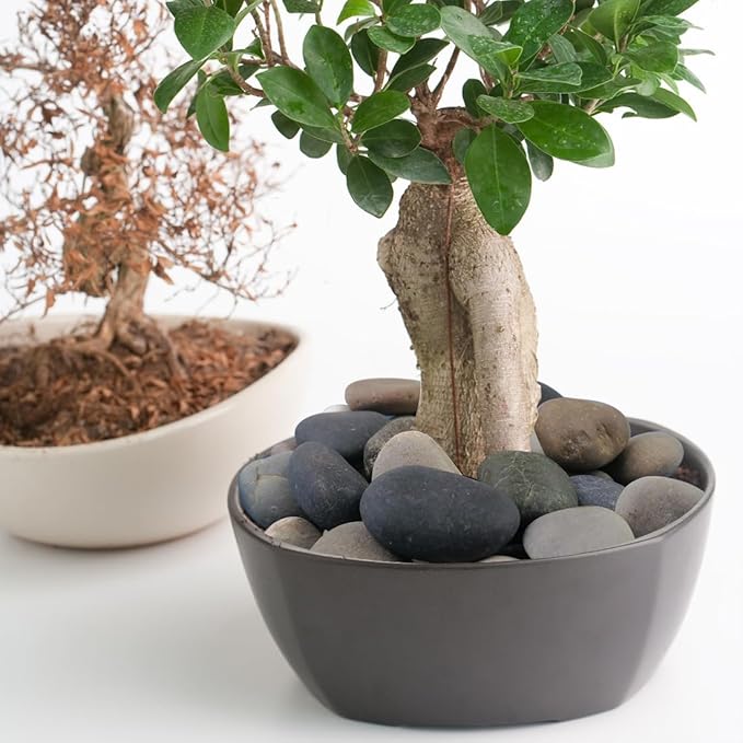 20lbs Natural River Rocks, 2"-3" Premium Pebbles for Garden and Landscape Design, Hand-Picked Smooth Stones for Fish Tank, Flower Pots, Indoor Water Fountains, Pathways, Backyard