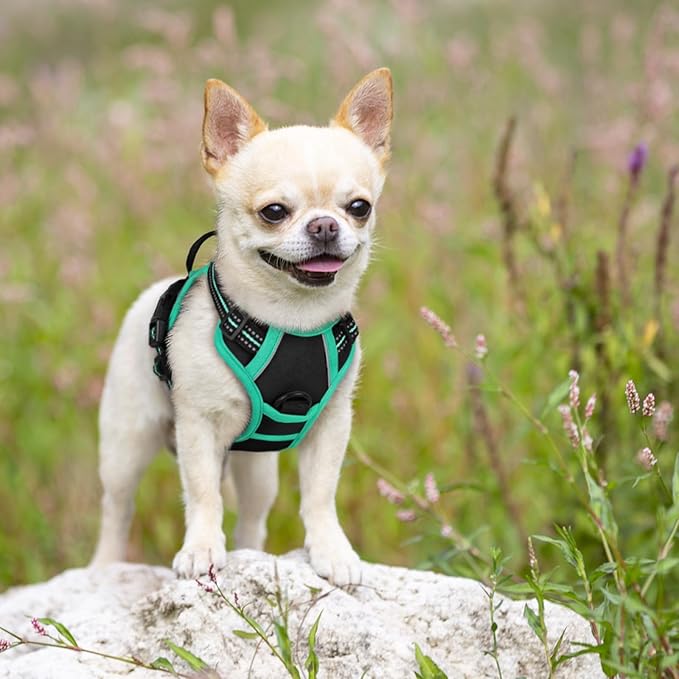 rabbitgoo Dog Harness No Pull with 2 Leash Clips, Adjustable Soft Padded, Reflective Oxford No Choke Pet Vest with Easy Control Handle for Puppy, Black & Turquoise, XS