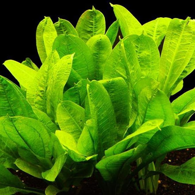 30+ Stems Package Starter Beginner Set Live Aquarium Plants Java Moss, Micro Sword, Rosette Amazon Sword, Anubias, Java Fern and More by Mainam