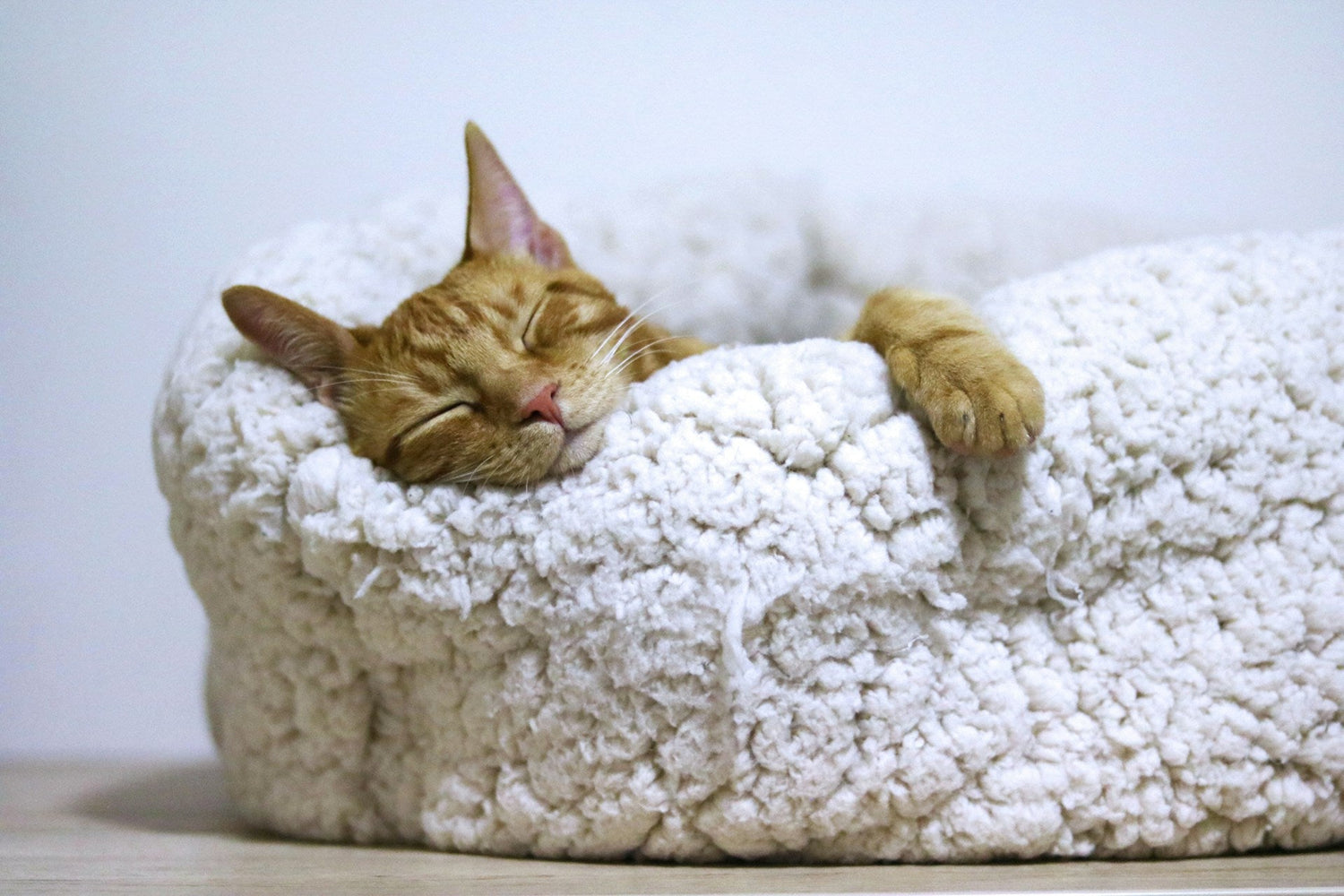 Cozy Beds & Blankets