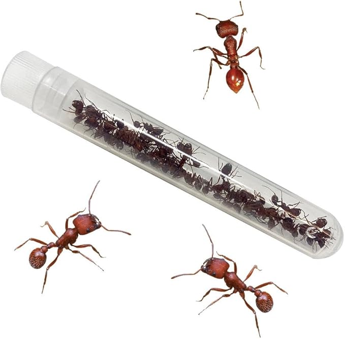 Insect Lore Bug Camp Bundle | Butterfly Kit with 1 Cup Live Caterpillars | Ladybug Land with 1 Tube Live Larvae | Ant Mountain with 1 Tube Live Western Harvester Ants | Life Cycle Figurines & More