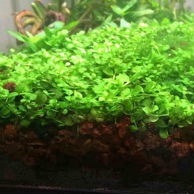 Foreground Potted Live Aquarium Plants | Freshwater Aquatic Plants for Aquariums (Potted Monte Carlo, 3 Pack)