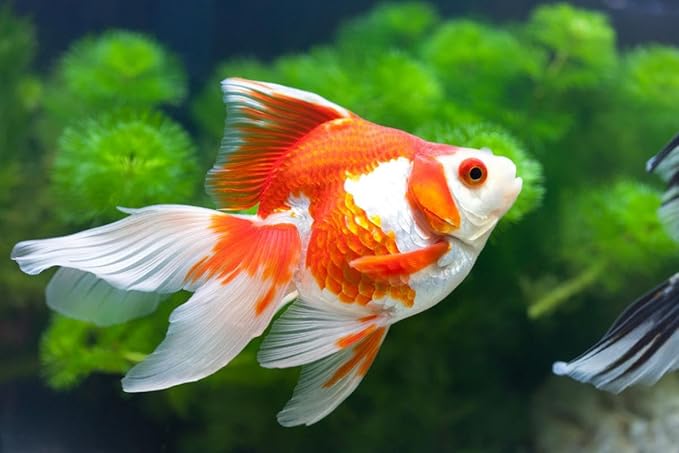 Aquatic Foods Inc. Premium Community Tropical Fish Flakes. All-Around Flakes for Tetras, Livebearers, Anglefish, Cichlids, Goldfish, Guppies 2-Type Pellet Mix & 4-Type Wafers Included...1/2-lb Bag