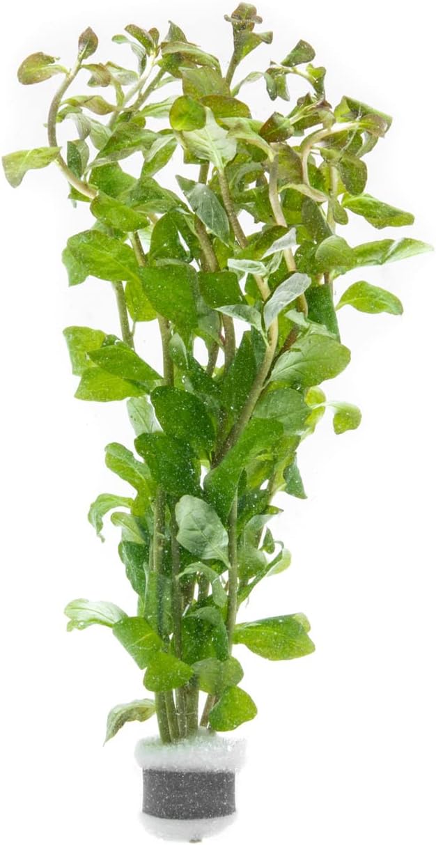 Live Aquarium Stem Plants - Freshwater Aquatic Plant for Fish Tanks, Aquascaping - (Ludwigia Senegalensis, 1 Bunch)