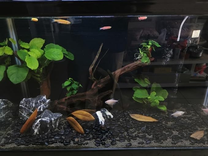 20 lbs Black Pebbles for Plants, 0.8-1.2 inch River Rocks for Landscaping, Decorative Stones for Vase Fillers, Fish Tank Gravel and Garden Rocks