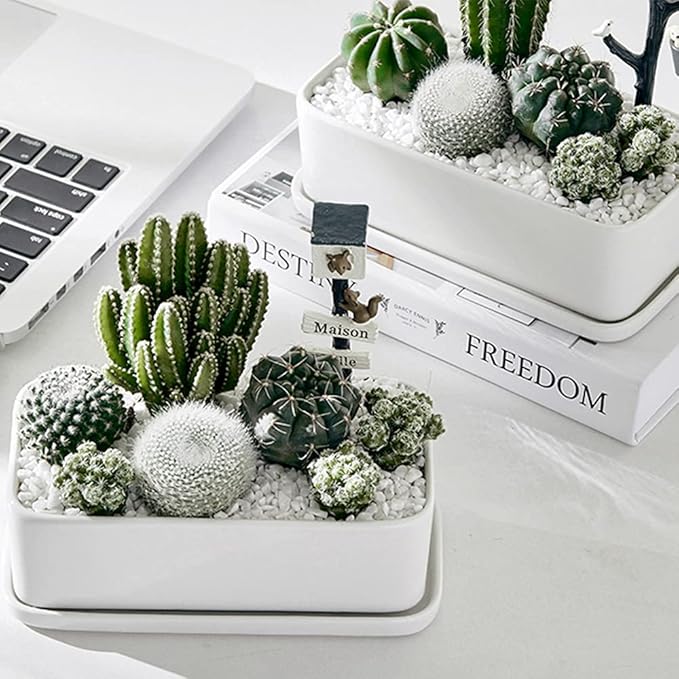 3lb White Cactus Pea Gravel Rocks,1/4 Inch Pebbles for Indoor Plants, Natural Succulent Rock and River Rocks Decorative for Aquariums, Vases, Outdoor Gardening, Top Dressing for Potted Plants