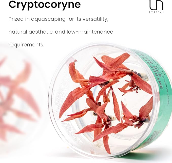 Ultum Nature Systems Cryptocoryne Wendtii Brown (Indonesian) Tissue Culture Live Plant for Aquarium, Freshwater Fish Tank, Aquascaping - 100% Snail Free in Vitro