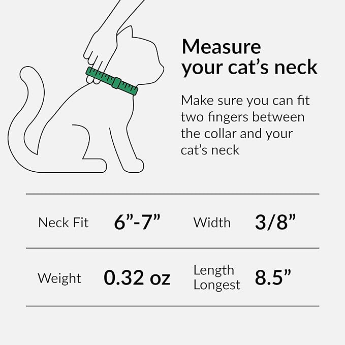 CollarDirect Leather Cat Collar, Kitten Collar with Removable Bell Black Blue Red Orange Lime Green (6-7 Inch, Purple)