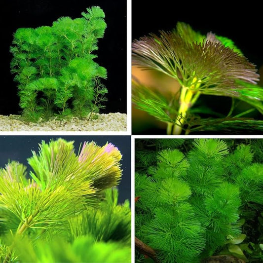 21 Stems Cabomba Live Plants Aquarium, Green Cabomba Live Aquarium Plants, Cabomba Plants Live, 4 to 6 Inches Tall