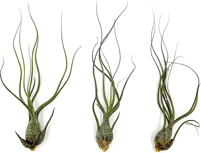 Live Air Plants - Tillandsia Butzii, Jumbo 7-9" - 3ct - Live Arrival Guaranteed - House Plants for Home Decor & Gift