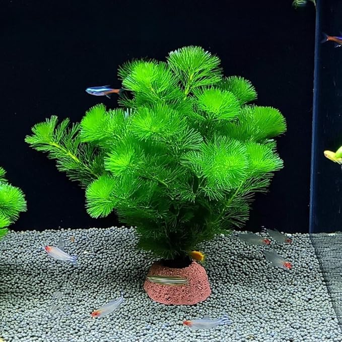 21 Stems Cabomba Live Plants Aquarium, Green Cabomba Live Aquarium Plants, Cabomba Plants Live, 4 to 6 Inches Tall
