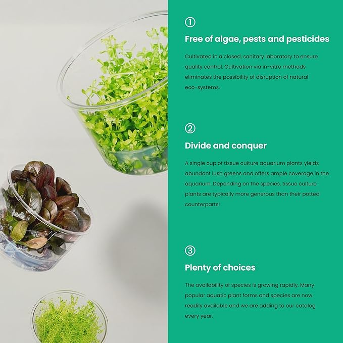 Ultum Nature Systems Live Tissue Culture - Helanthium tenellum 'Broad Leaf' - Easy - Medium to High Light - Bright Green Accent - Foreground - 100% Snail Free Grown in-Vitro - Regular Cup