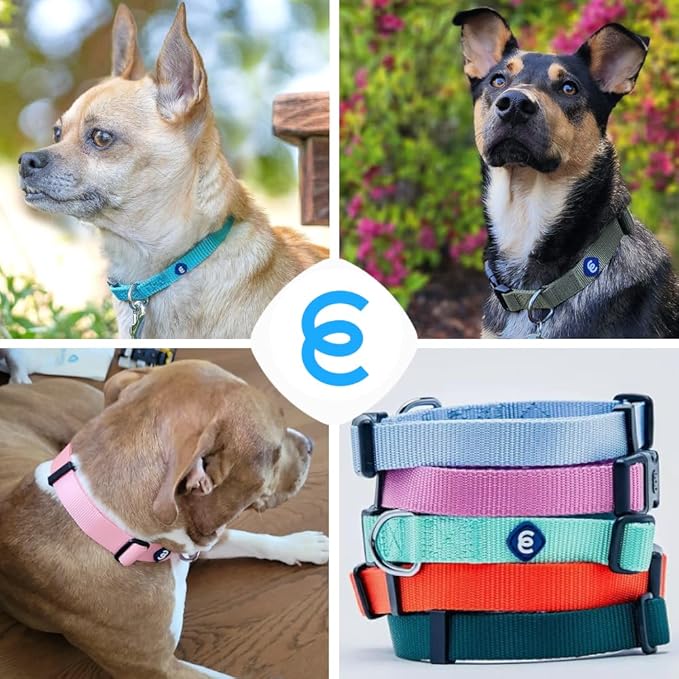 Blueberry Pet Essentials Small Dog Collar in Fuchsia Pink | Adjustable & Eco-Friendly Durable Nylon Strap | Classic Collar for Small Dogs, Boy & Girl Pets