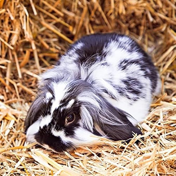 Blue Mountain Hay | Fresh Alfalfa Hay (48 Ounce) | High Leaf Retention | Nutritious High-Altitude Hay Pet Food for Rabbits, Guinea Pigs, Chinchillas, Hamsters, and Other Small Pets