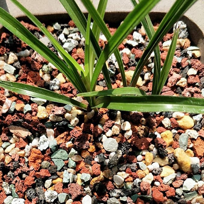 Mix Horticultural Lava Pebbles Pumice Potting Soil Amendment Succulent Cactus Bonsai Gritty Rock Decorative Gravel Plant Drainage Volcanic Rock for Terrarium Fairy Gardening Top Dressing 2.2lb