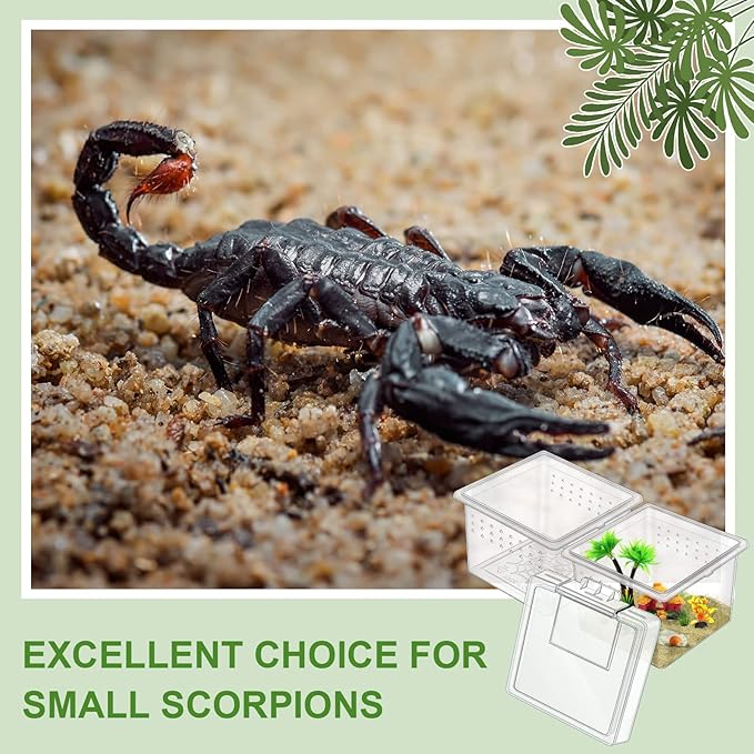20 Pcs Insect Spider Terrariums Breeding Box Small Reptile Hatching Container Transparent Cricket Keeper Breeder Box Feeding Spider Cage with Lid for Scorpion Gecko Tortoise Centipede Tarantula