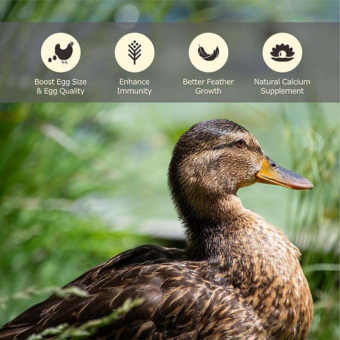 4LB Non-GMO Dried Black Soldier Fly Larvae, More Calcium Than Dried Mealworms, High Protein Chicken Feed, Poultry Treats