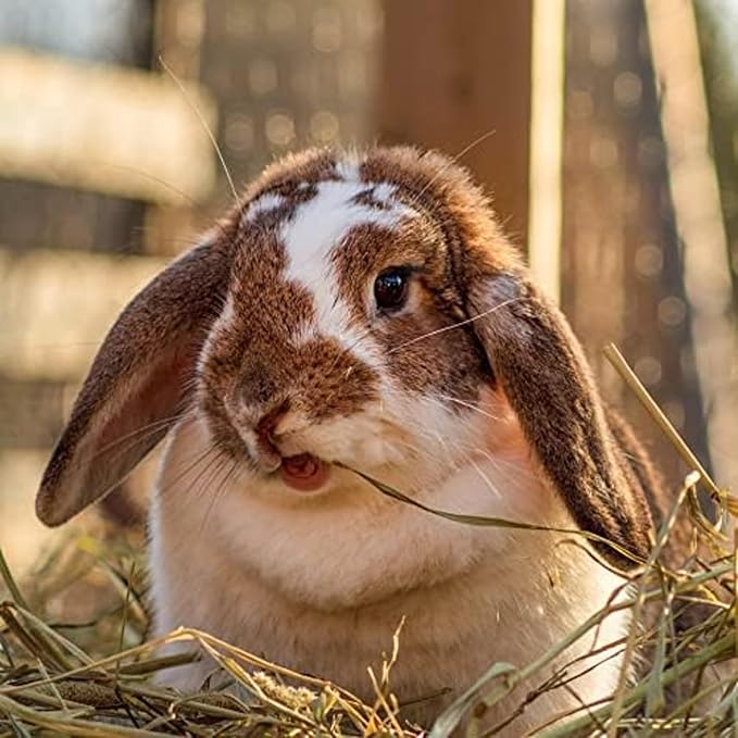 Blue Mountain Hay | Fresh Organic Meadow Hay (40 Ounce) | Mimics Natural Forage | High-Altitude Hay Pet Food for Rabbits, Guinea Pigs, Chinchillas, Hamsters, and Other Small Pets