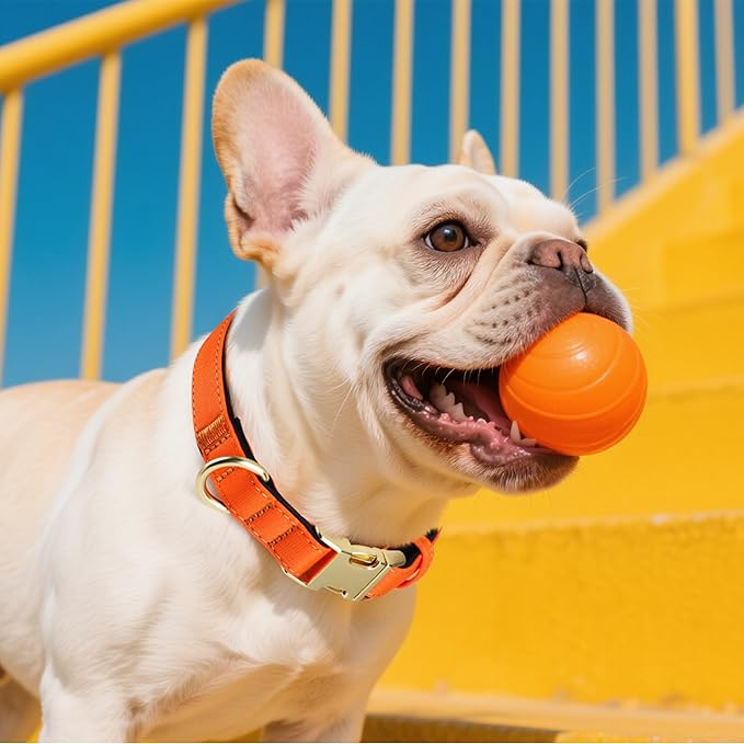 Didog Soft Padded Dog Collars for Small Dogs, Colorful and Durable Dog Collar with Quick Release Buckle, Light and Breathable for Daily Walking, Orange, S