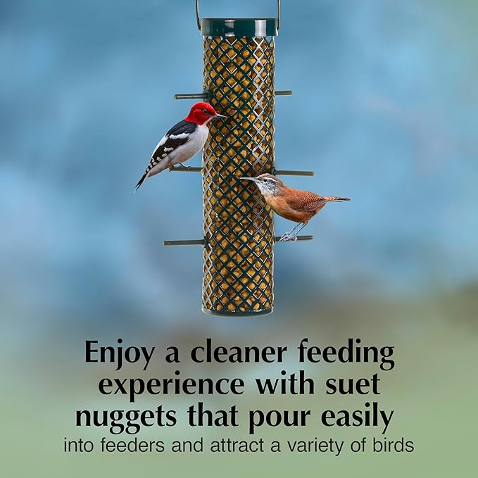 C&S Sunflower Suet Nuggets, Suet Nuggets for Wild Birds, 8 Lbs