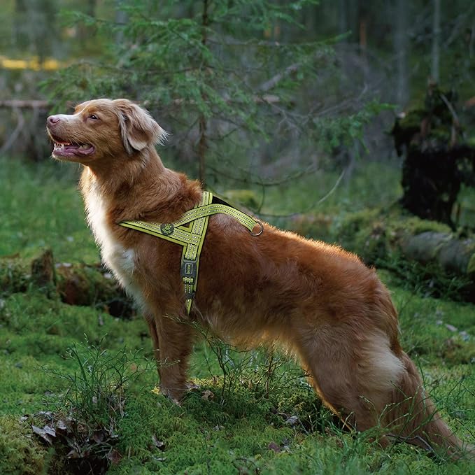 DOCO No-Pull Dog Harness Halter Reflective Easy-Control Harness for Training, Walking, and Preventing Pulling, Ideal for X-Large Dogs(Turquoise)