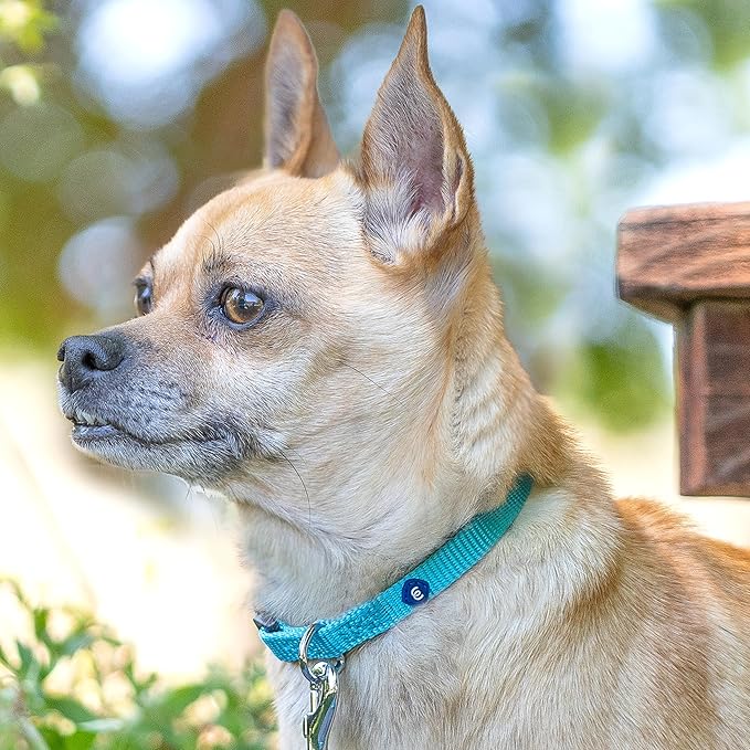 Blueberry Pet Essentials X-Small Dog Collar in Black | Adjustable & Eco-Friendly Durable Nylon Strap | Classic Collar for X-Small Dogs, Boy & Girl Pets