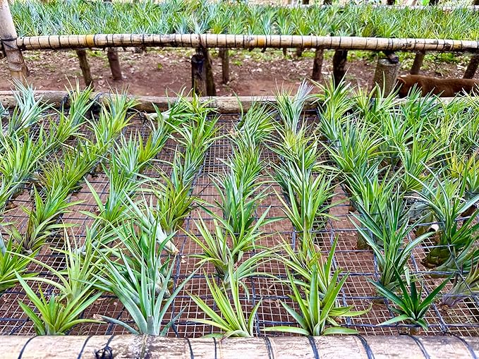 Air Plants - Tillandsia Fasciculata Tricolor, Large 4-6" - 3ct - Live Arrival Guaranteed - House Plants for Home Decor & Gift